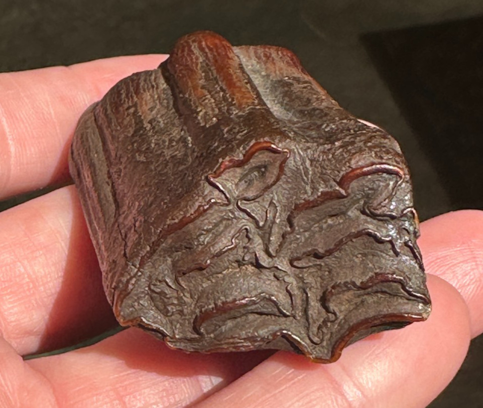 FOSSIL HORSE TOOTH EQUUS FLORIDA SUWANNEE RIVER ICE AGE fossilized specimen gift