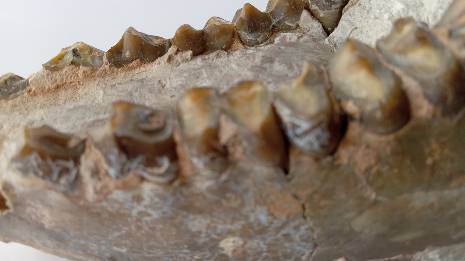Camel Jaw Teeth Fossil From Badlands South Dakota