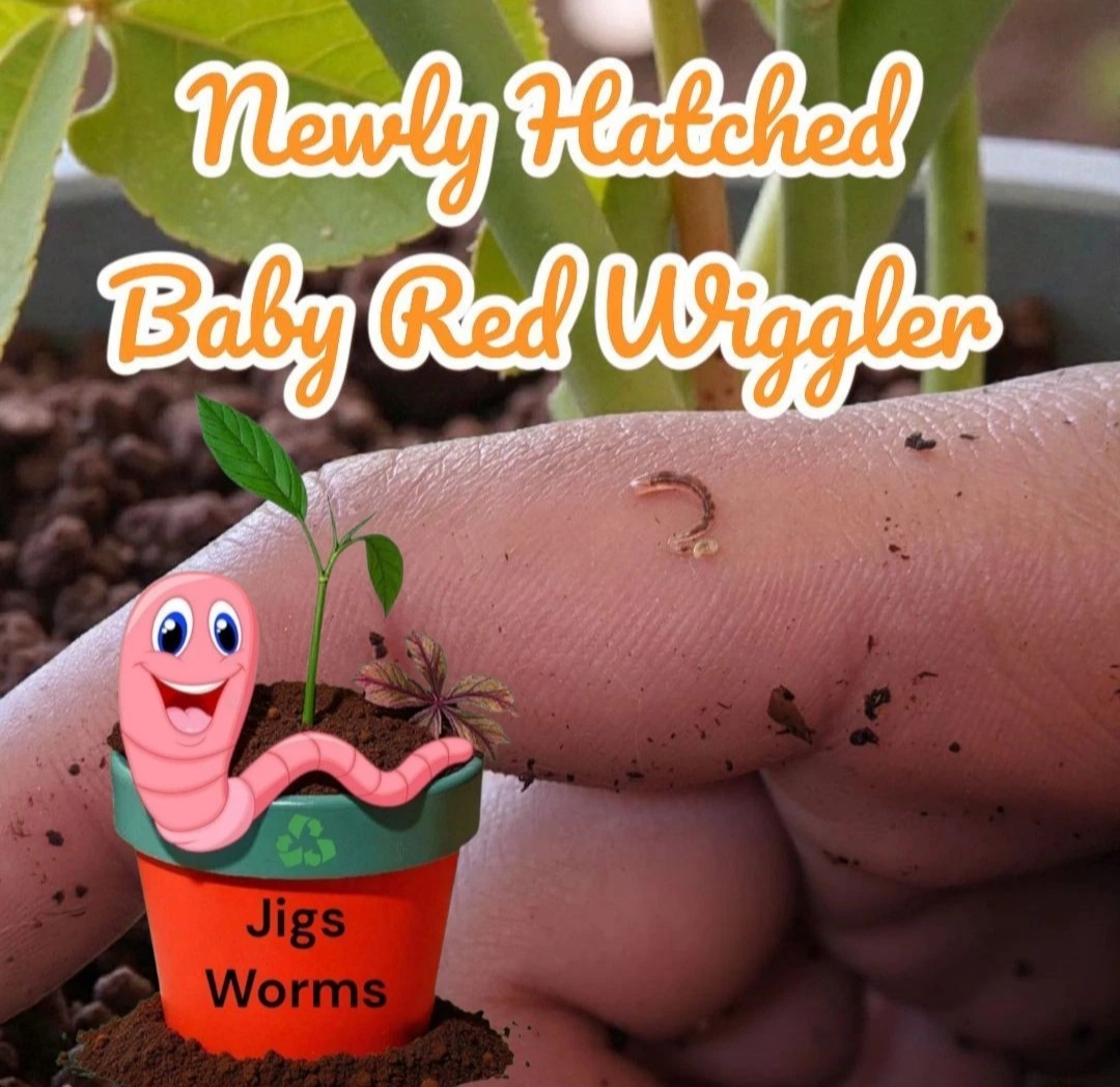 (JIGS) PURE Red Wiggler Worms Cocoon Mix - NO BLUES! Free Shipping