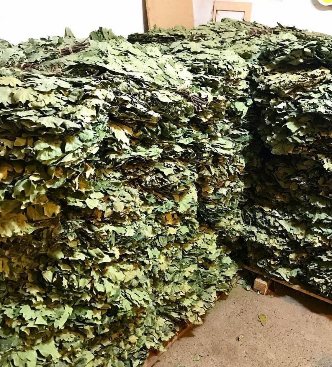 20 Oak brooms 2025, whisks, Eichenreisig Eichenquast Saunareisig sauna banya