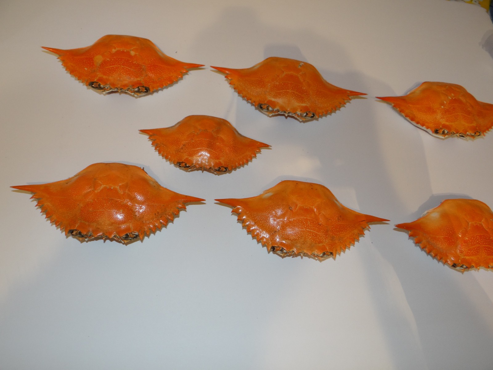 6- XL Chesapeake Bay Blue Crab Shells Sun Dried 7” ARTS CRAFTS CULINARY