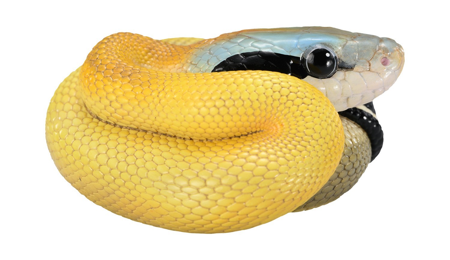 Animal Heavenly Body Cave-dwelling Beauty Snake Statue Elaphe taeniura Malaysian