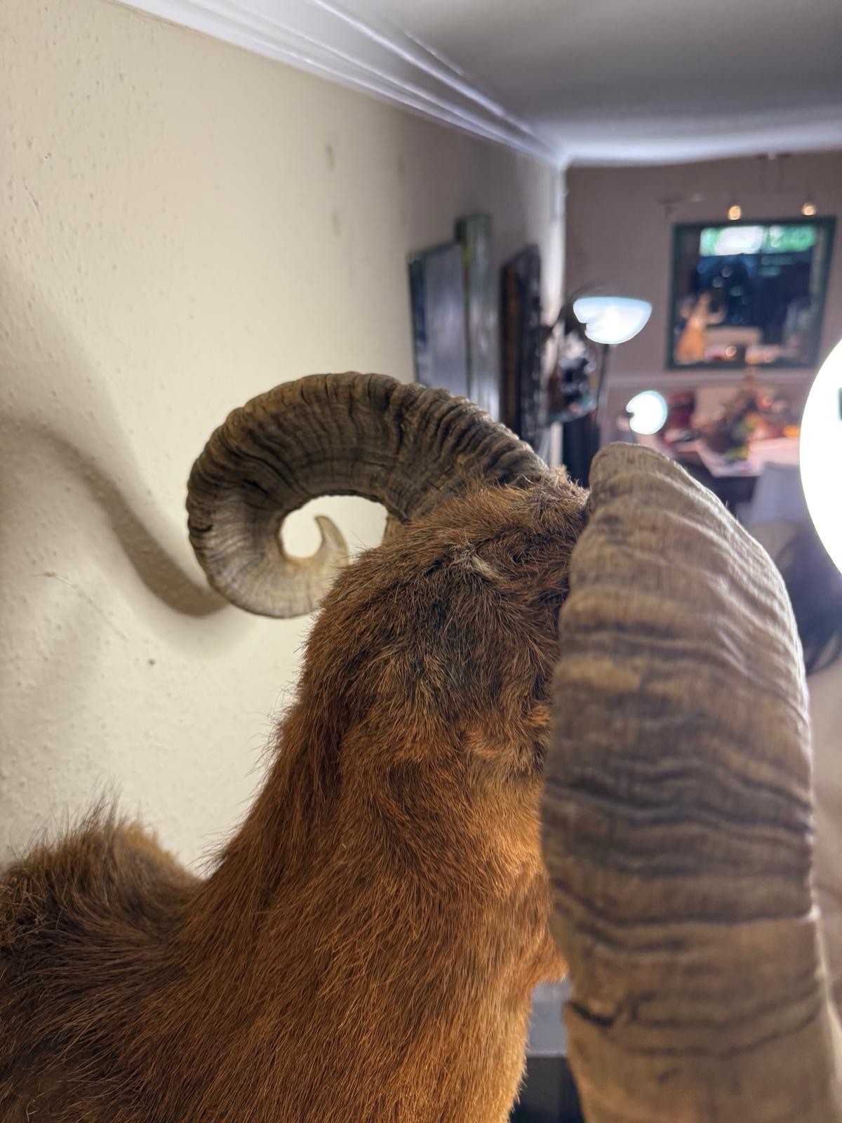 Corsican Ram Taxidermy Shoulder Mount