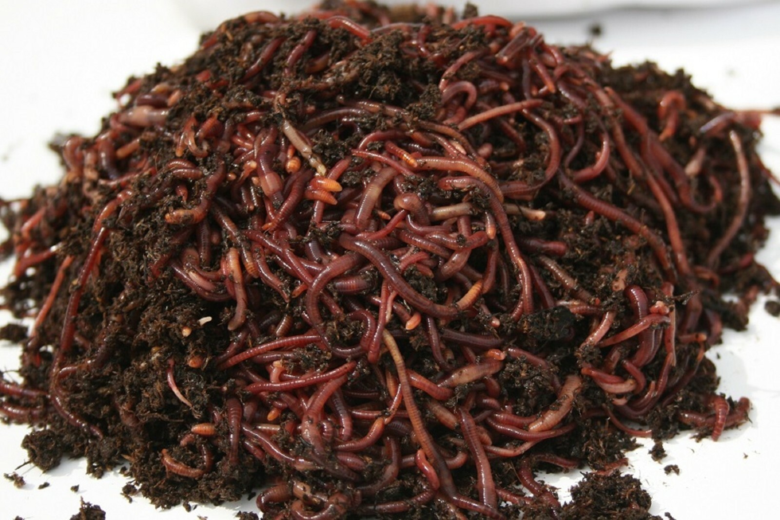 250, 500, 1,000 & 2,000 Red Wiggler Composting Worm Mix