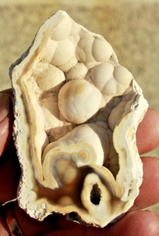 Polished Tampa Bay Fossil Coral Half • 3.0" Long/1.9 oz.