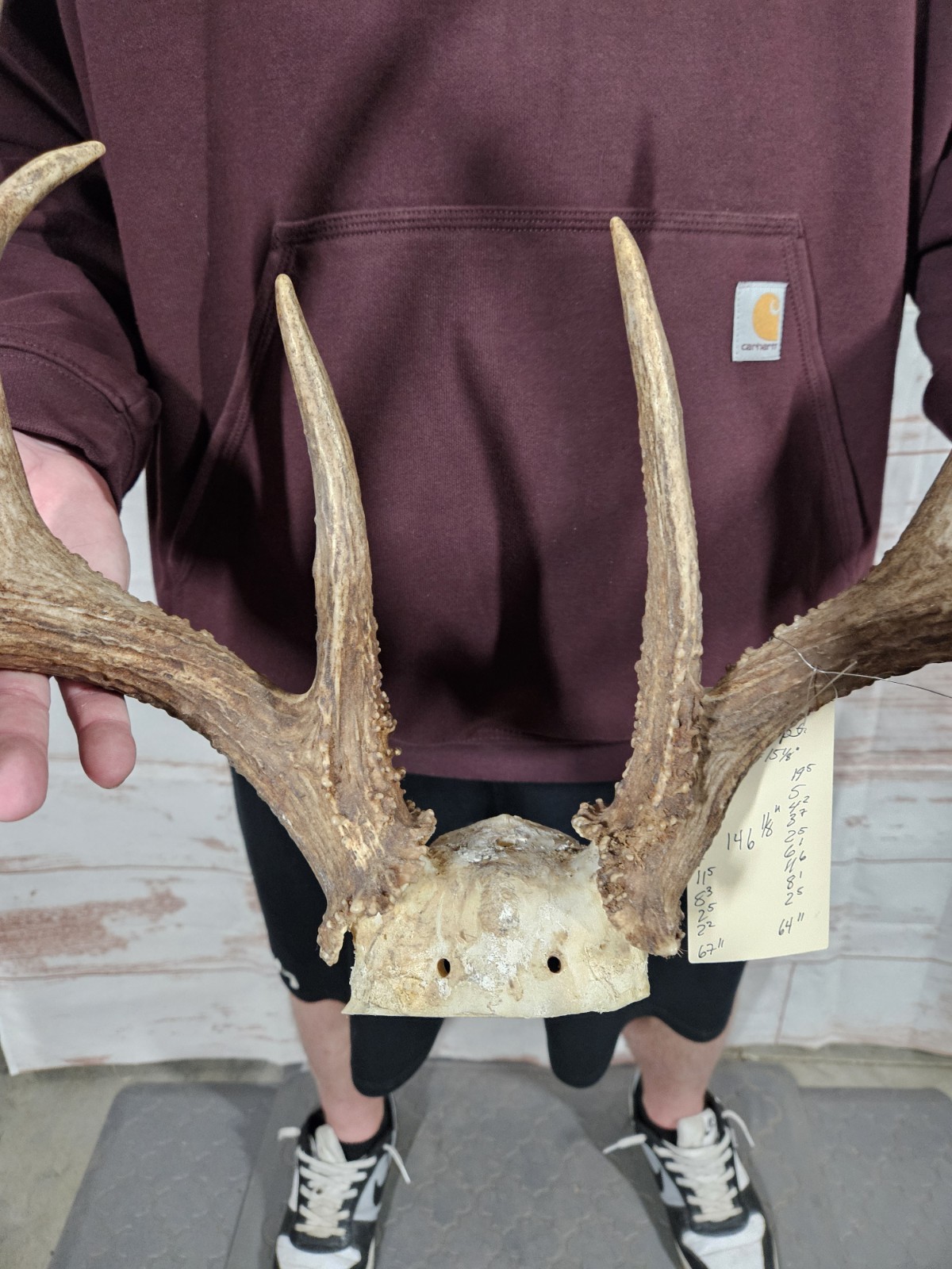 Wild 11 Point Whitetail Deer Antler Rack Horn Skull Plate Decor Man Cave 146"