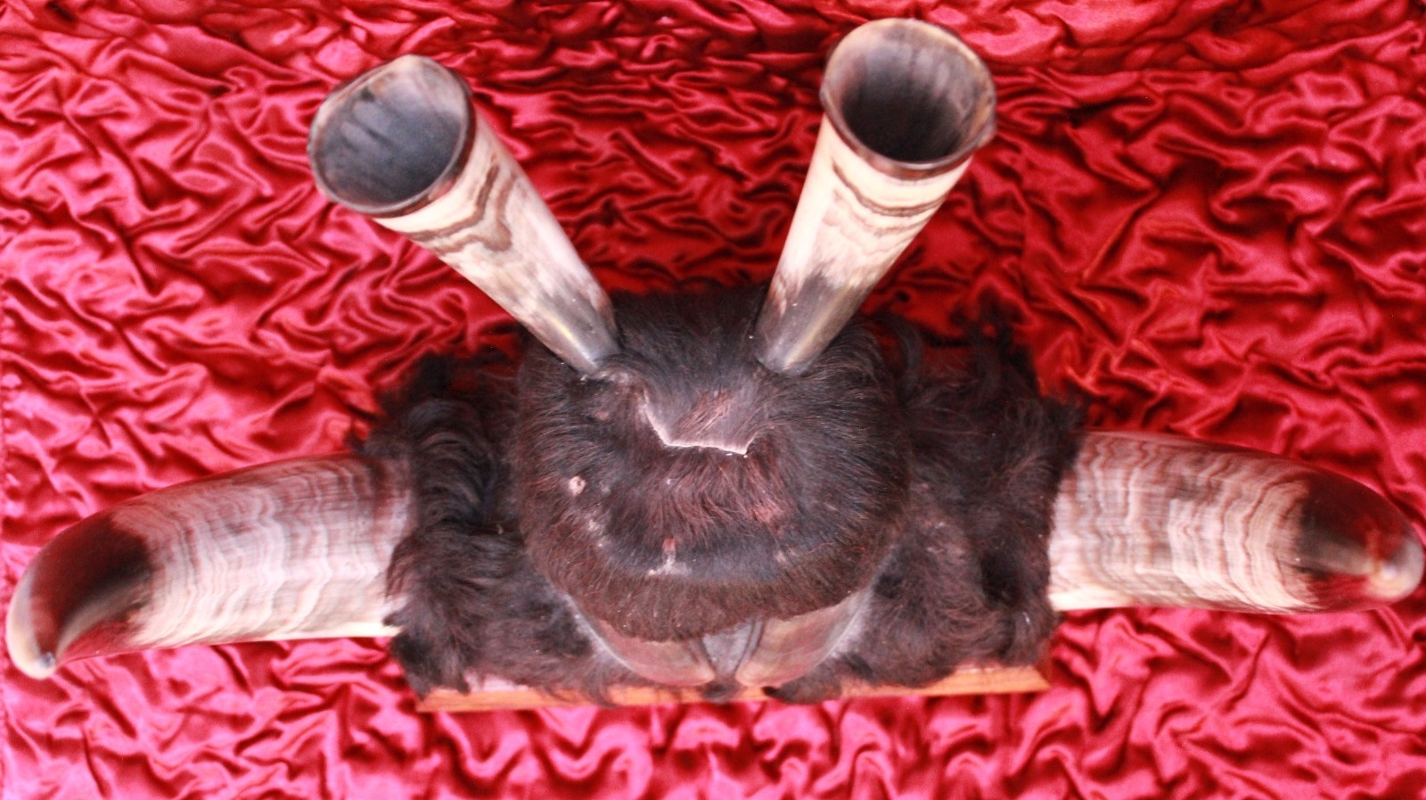 Antique Crow Native American Indian Split Buffalo Horn Bonnet early 19th Century