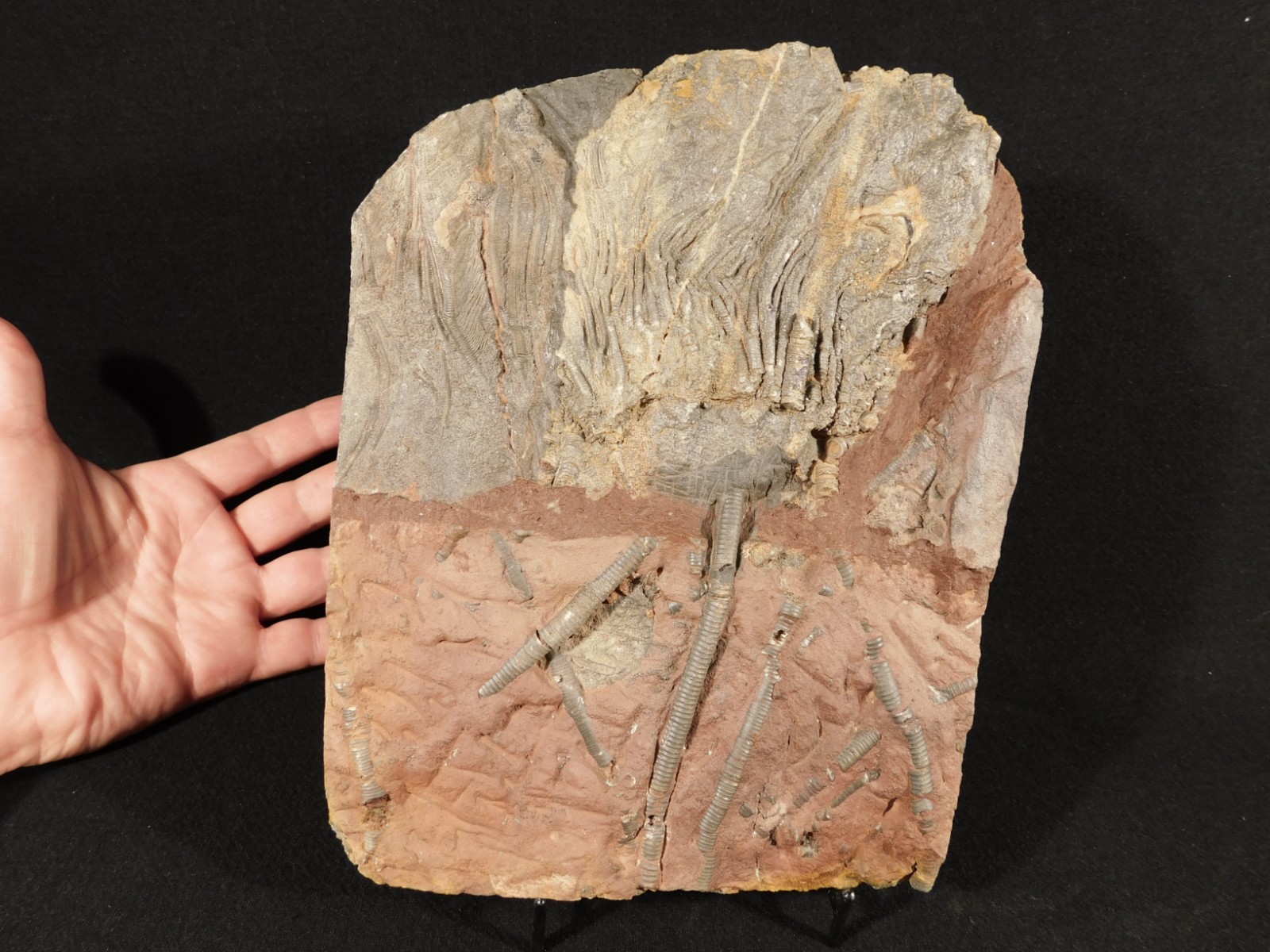 BIG! 430 Million Year Old! CRINOID Fossil or Sea LILY Fossil Morocco 1570gr