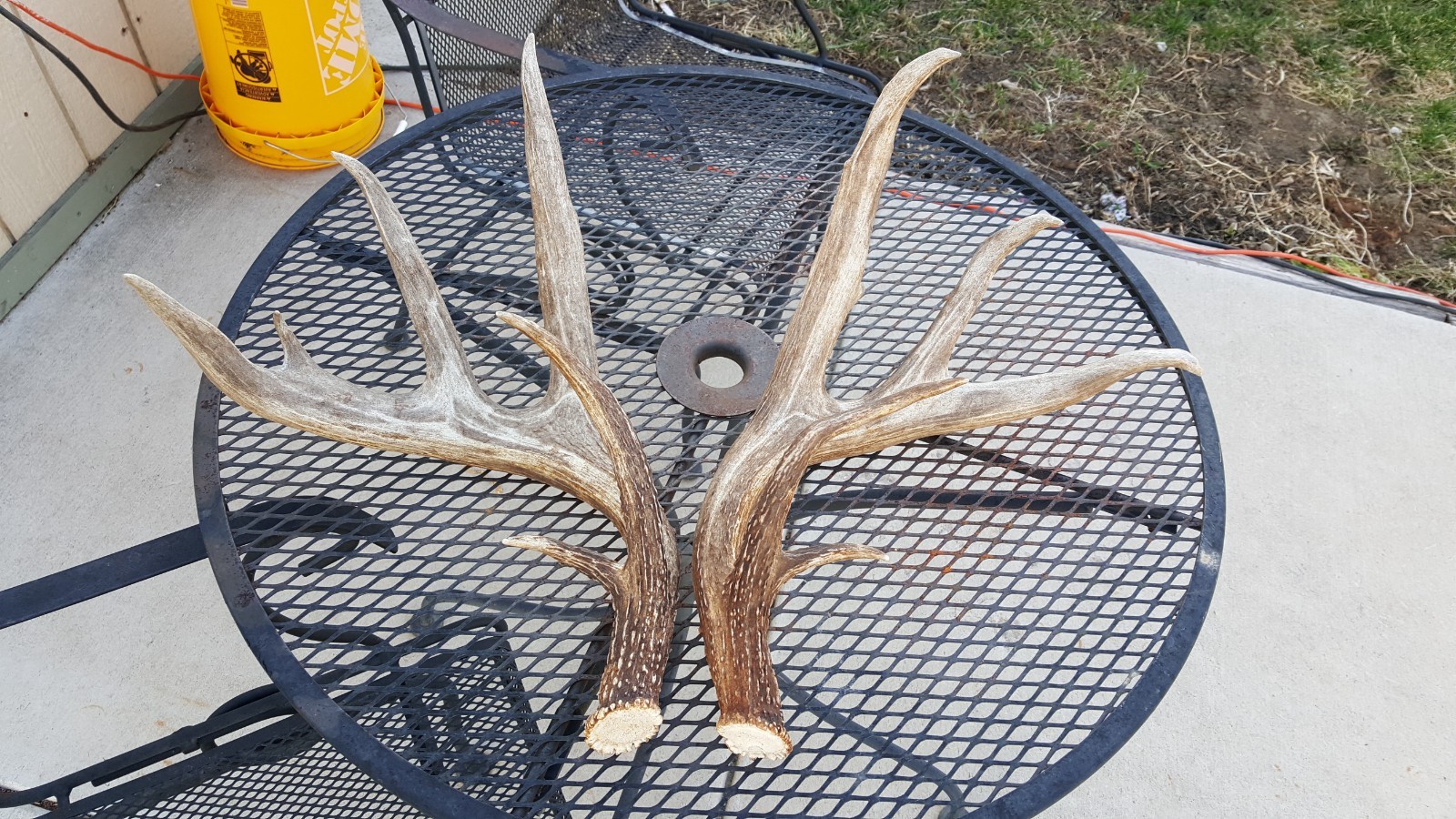 WILD 170" Dark WHITETAIL DEER ANTLER SHED antlers mule mount elk moose