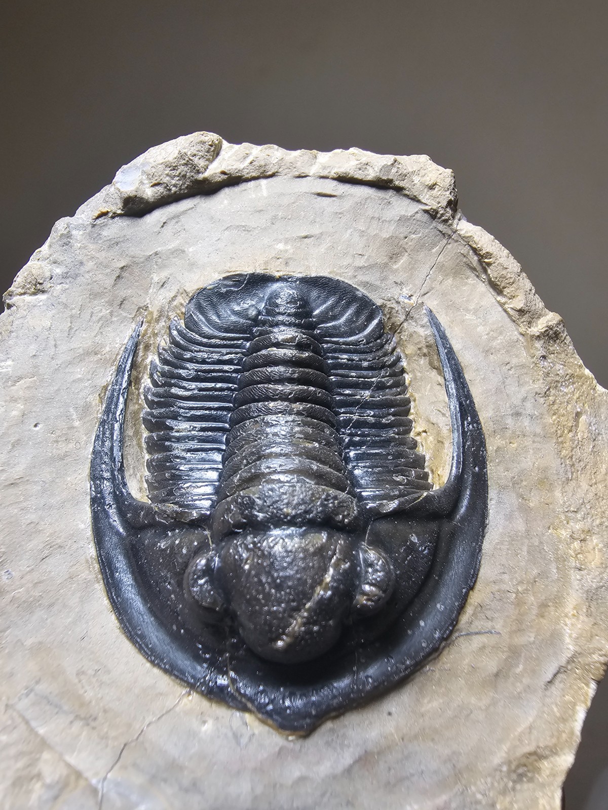 Fossil trilobite Top Quality Diademaproetus Devonian morocco 40mm
