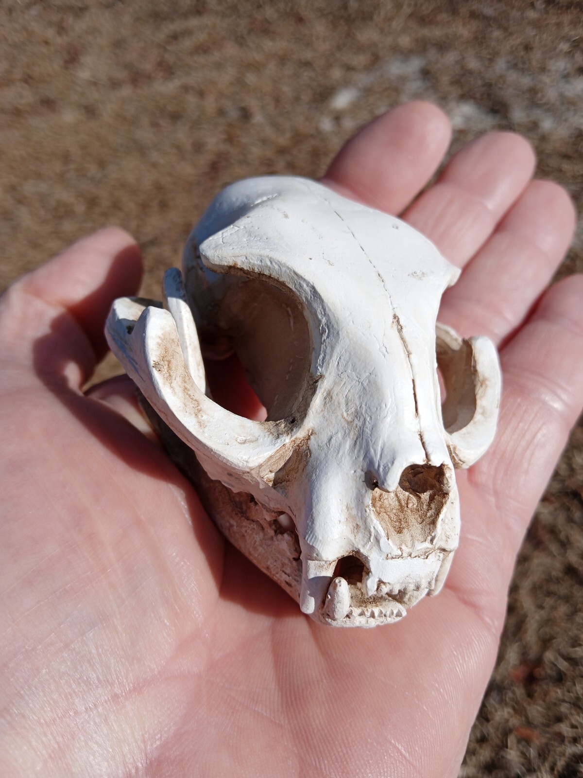 High Quality Replica Resin 😺 Cat Skull. Beautiful Display Cat Skull. Y3