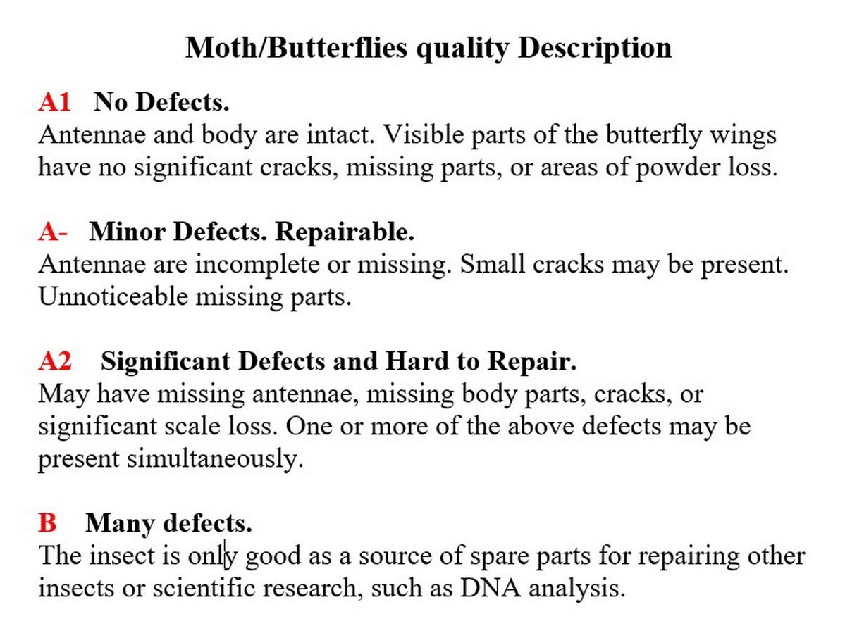 Saturniidae, Dryocampa rubicunda USA Rosy maple REAL MOTH