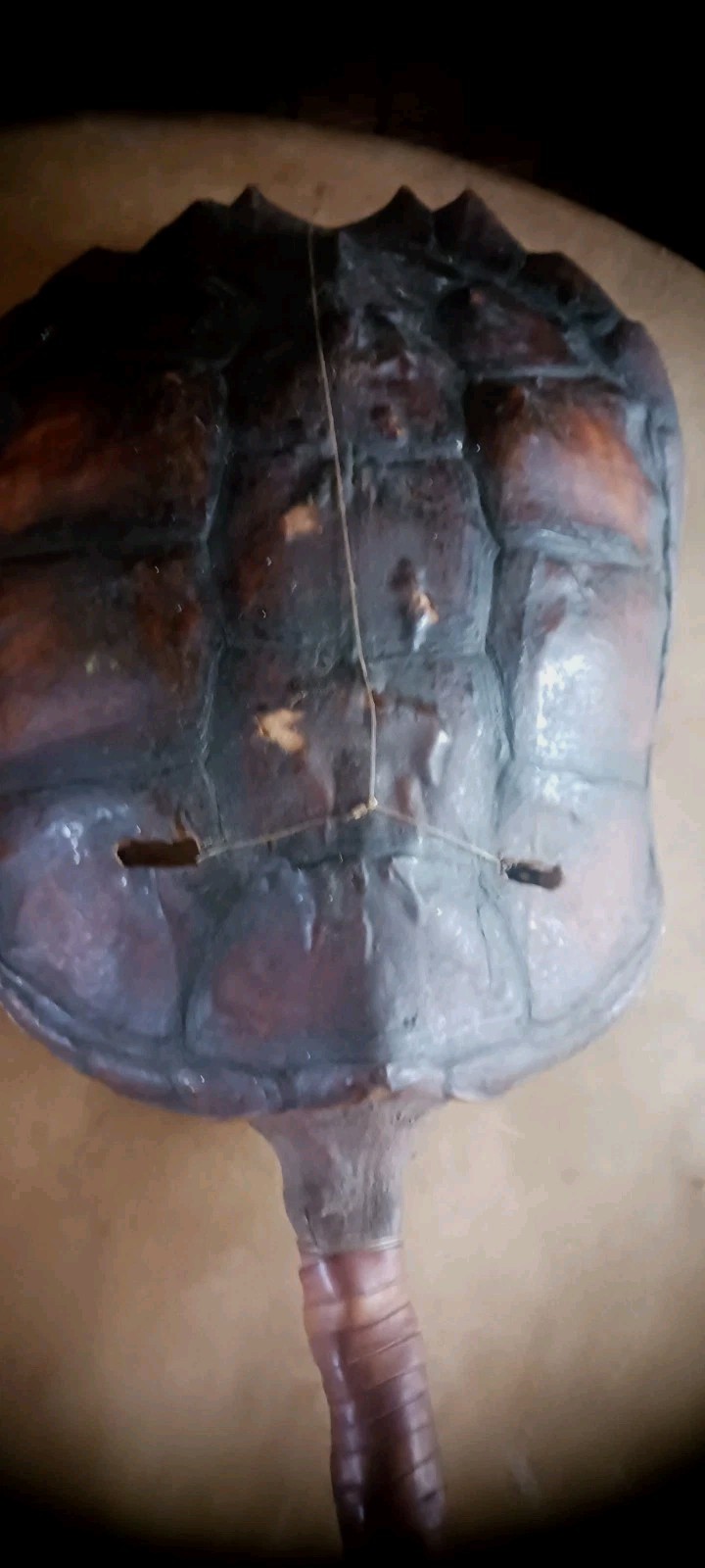 **AWESOME ANTIQUE NATIVE AMERICAN CEREMONY RATTLE OJIBWA SHAMAN NICE! *