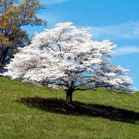 2 White Dogwood Trees 2ft Tall Now Live Flowering Trees