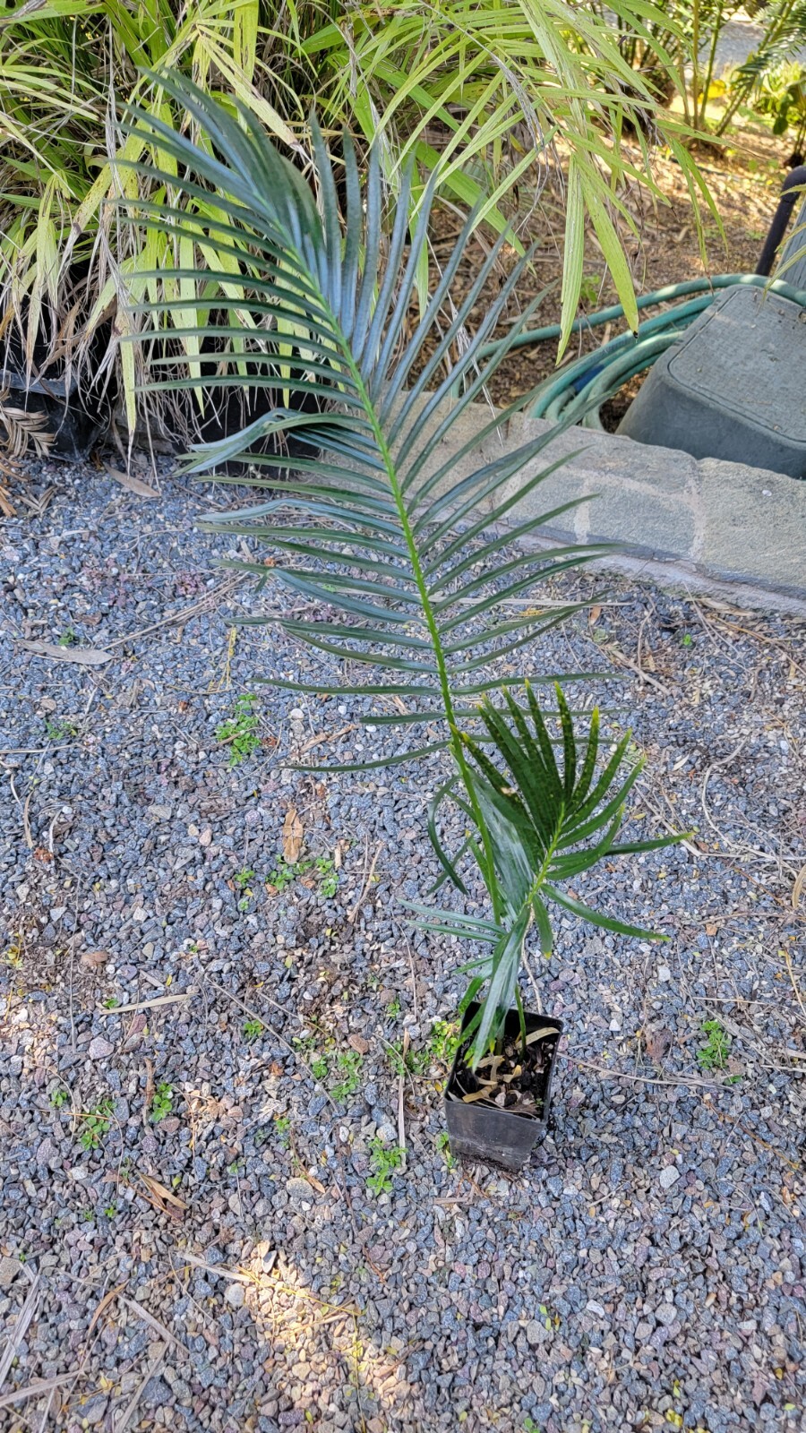 Cycas Panzhihuaensis Seedling