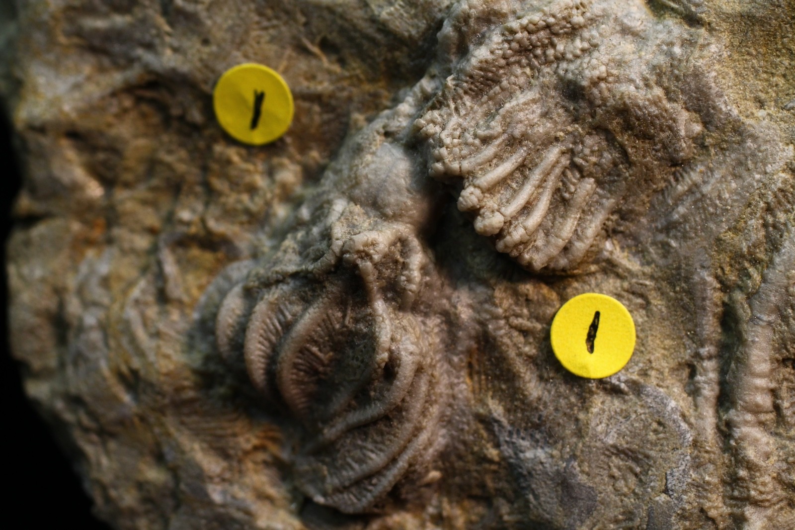 Five Different Crinoid Fossils, Franklin Co., Alabama