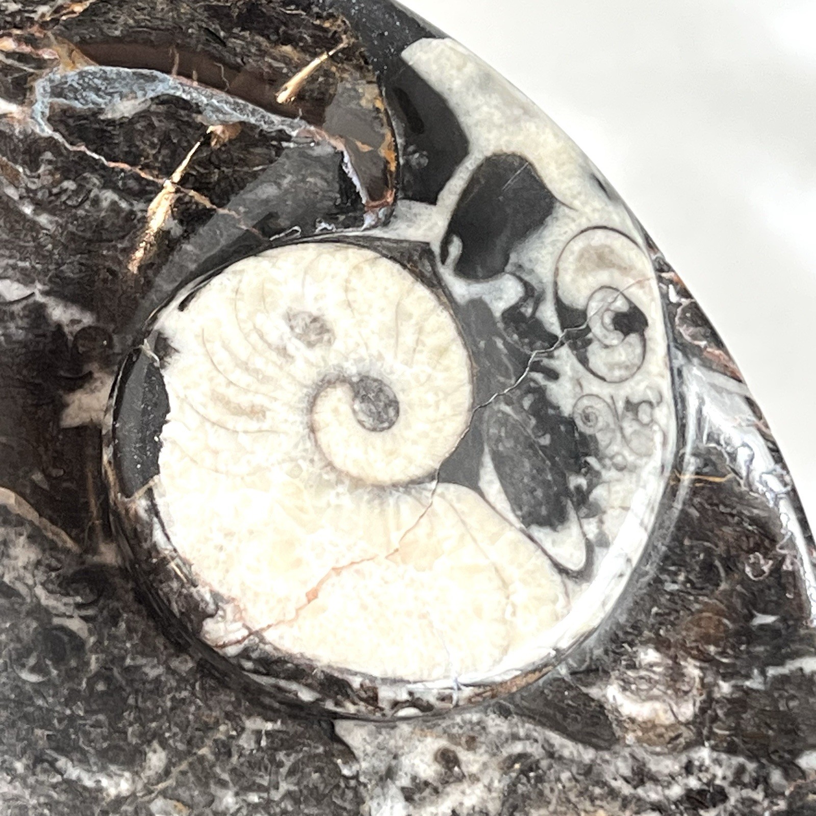 Hand Carved Ammonite Orthoceras Fossil Bowl Ashtray Trinket Jewelry Tray 7”