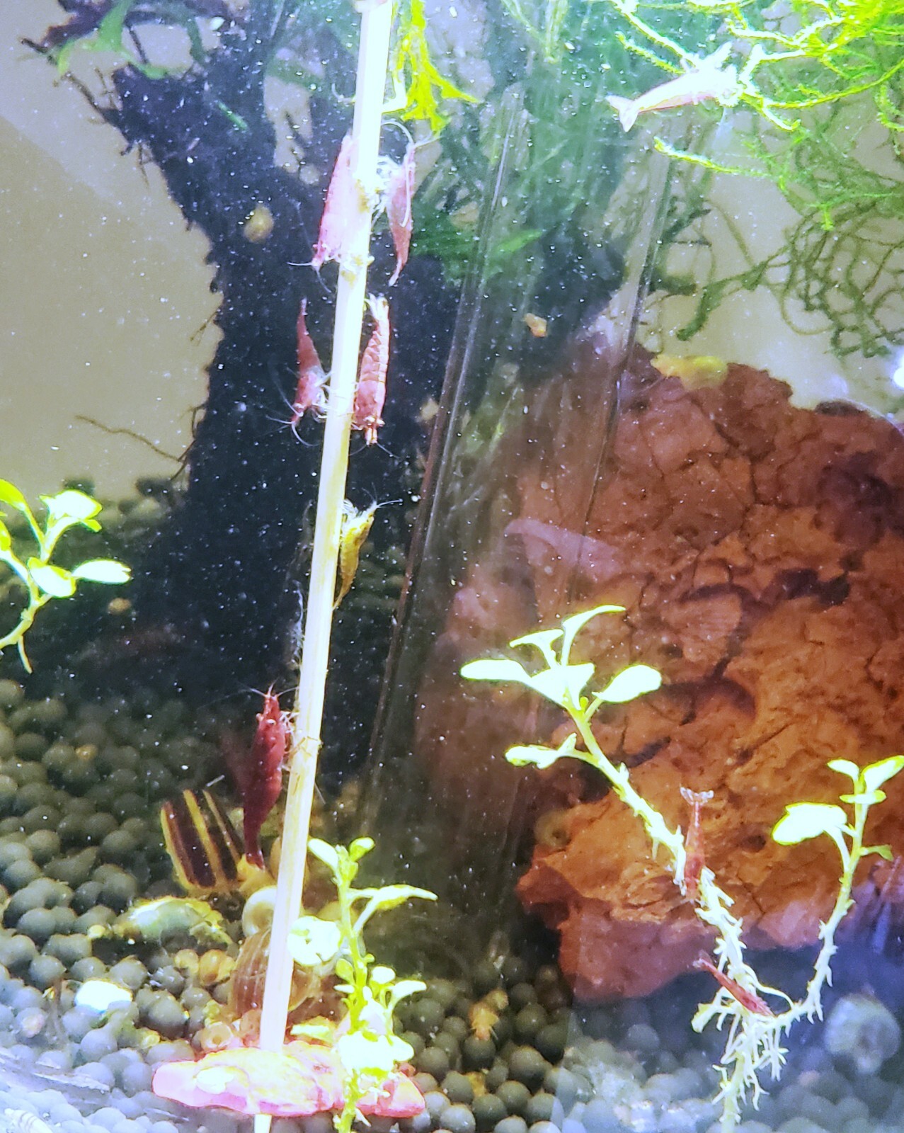 Shrimp Lollies Nano 60 CT Variety Pack (20/20/20) & 3 Holders