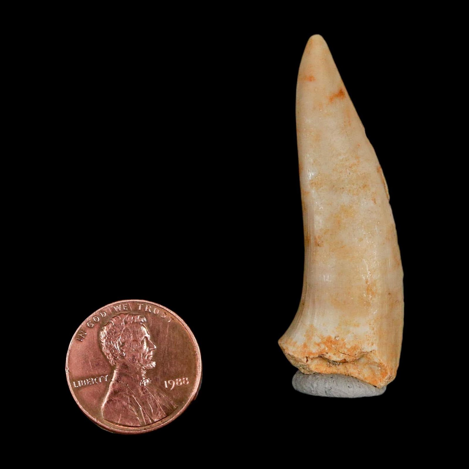 1.9" Saber Toothed Herring Fossil Fang Enchodus Libycus Cretaceous COA Stand