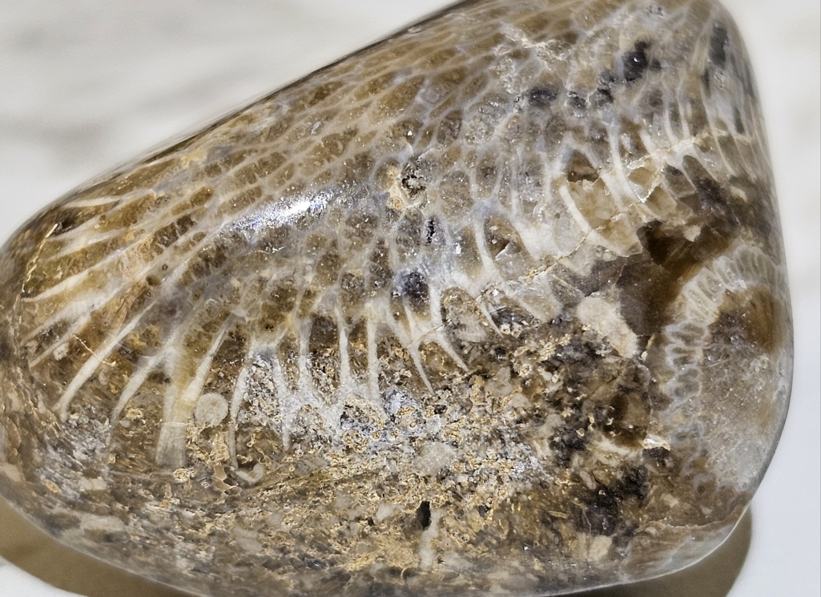 Michigan Horn Coral Agatized 1.5" 1.3 Oz. Fast Shipping Very Unique