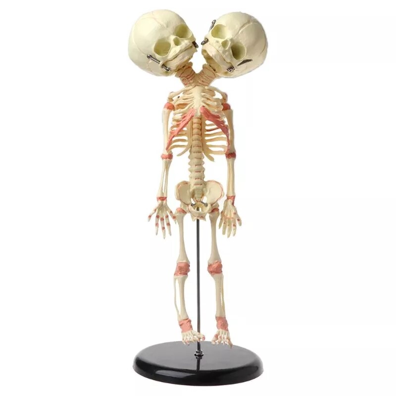 Fetal fetus Skeleton teaching educational Model Double Head Baby Skull Skeleton