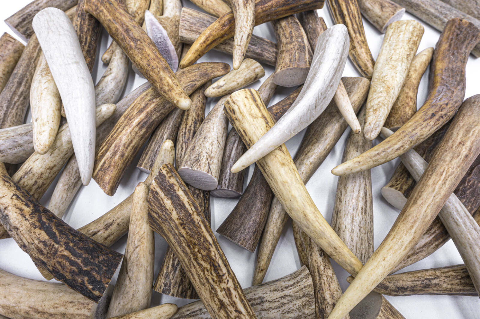 50 Deer / Elk Antler Tips Tines A GRADE ONLY - ASSORTED Craft Antlers