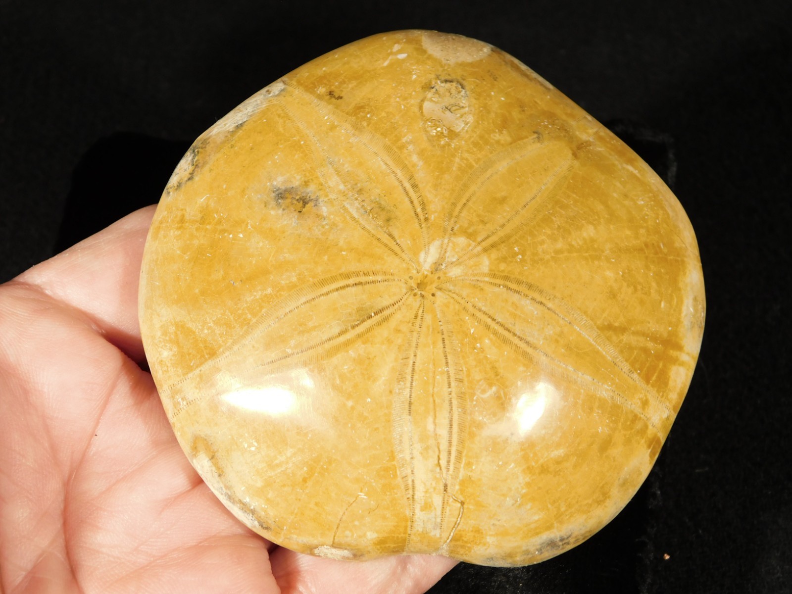 Big! Polished 150 Million Year Old! SAND DOLLAR Fossil Madagascar 194gr