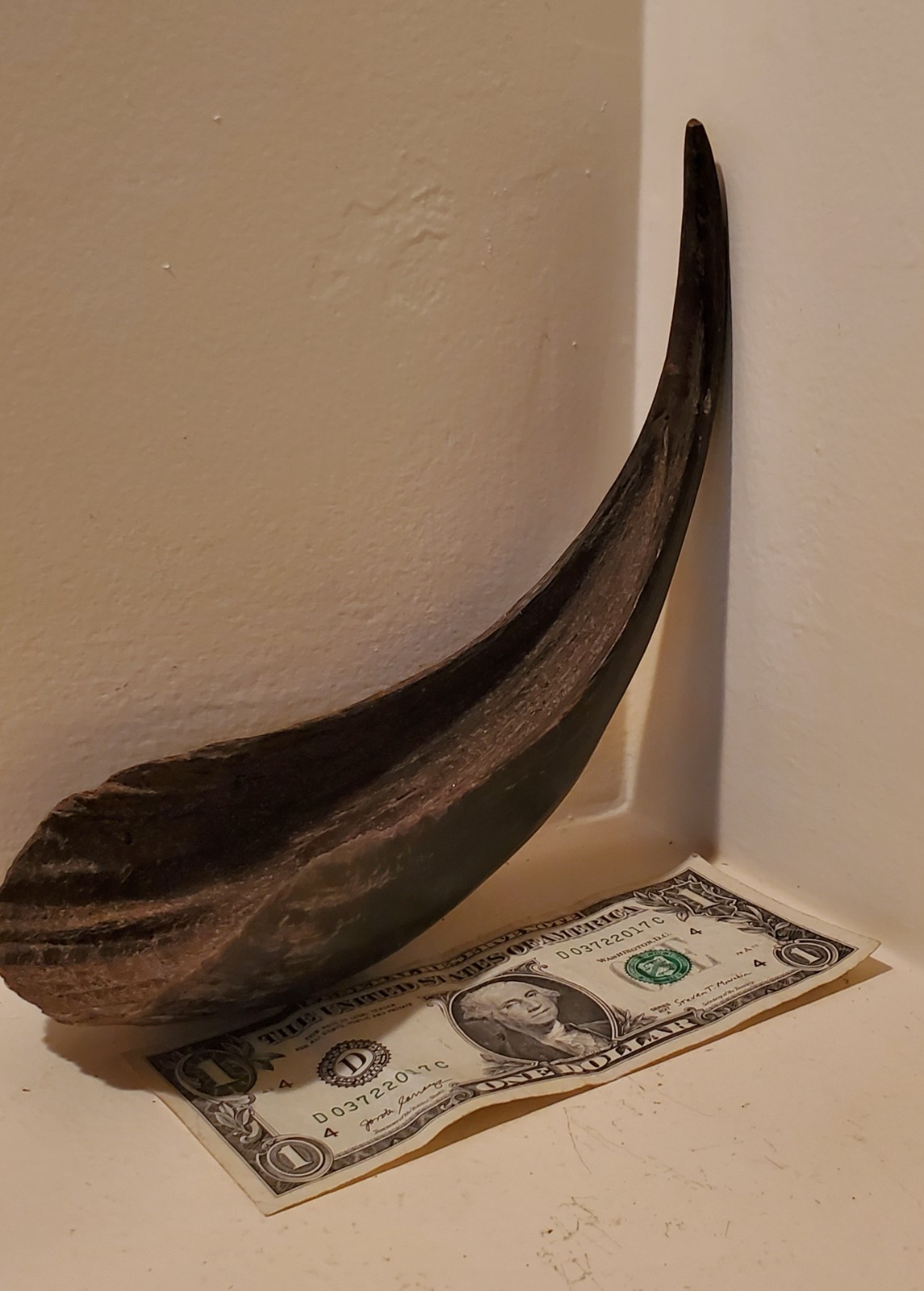 Antique OLD Native American Indian plains bison horn spoon 19th c.