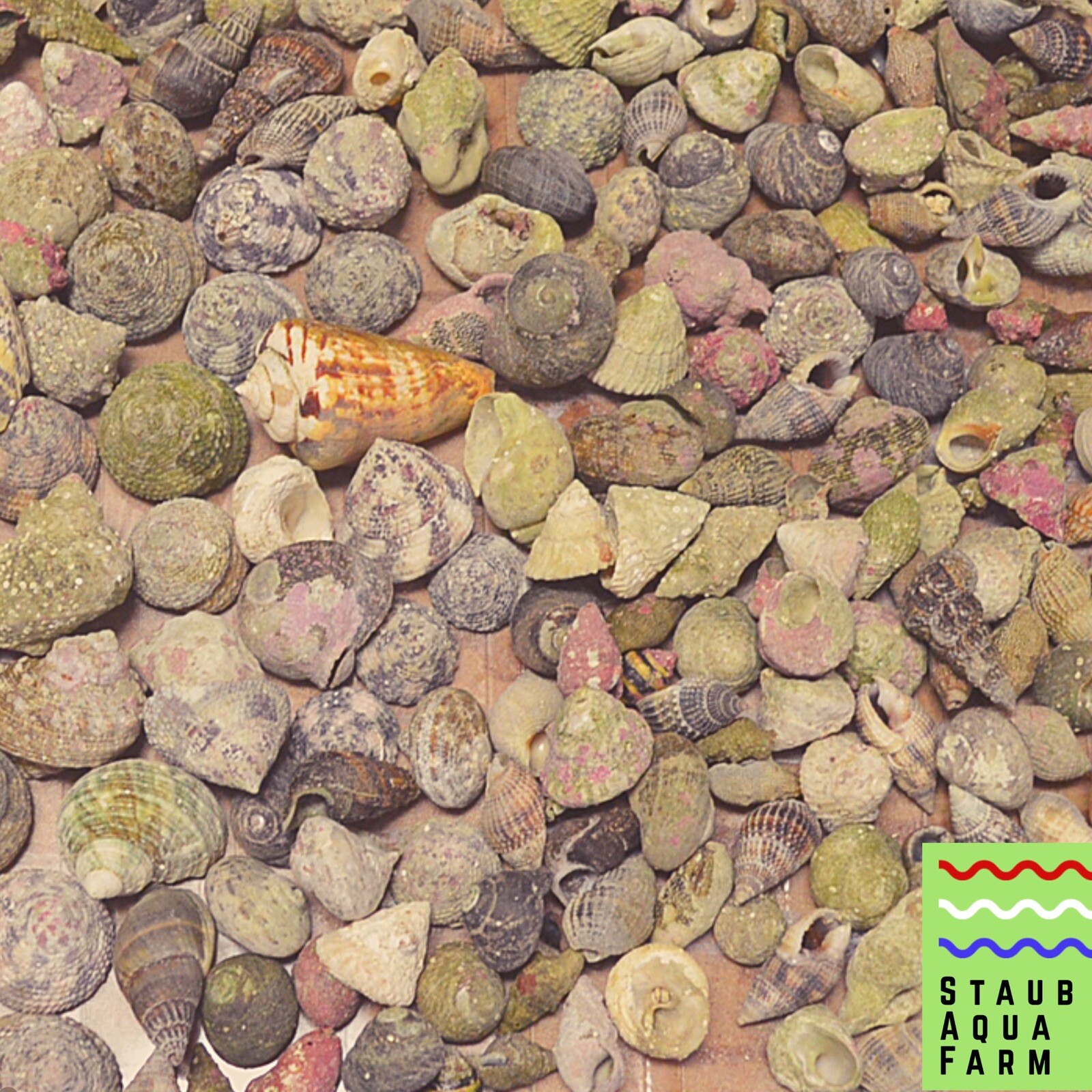 10 Hermit Crab Shells for Saltwater Aquarium