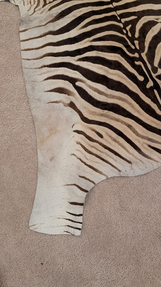 Genuine Zebra hide/ Zebra skin/ Zebra rug - South African Burchell 's Zebra