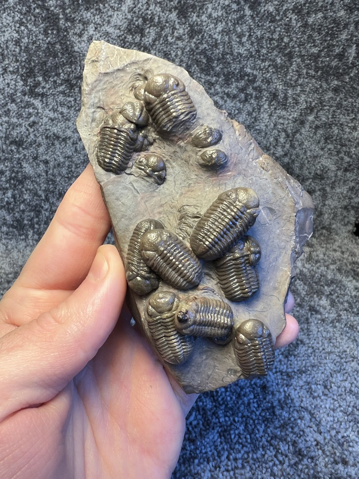 Austerops Trilobite Fossil Mortality Plate – Multiple Trilobites, Jorf