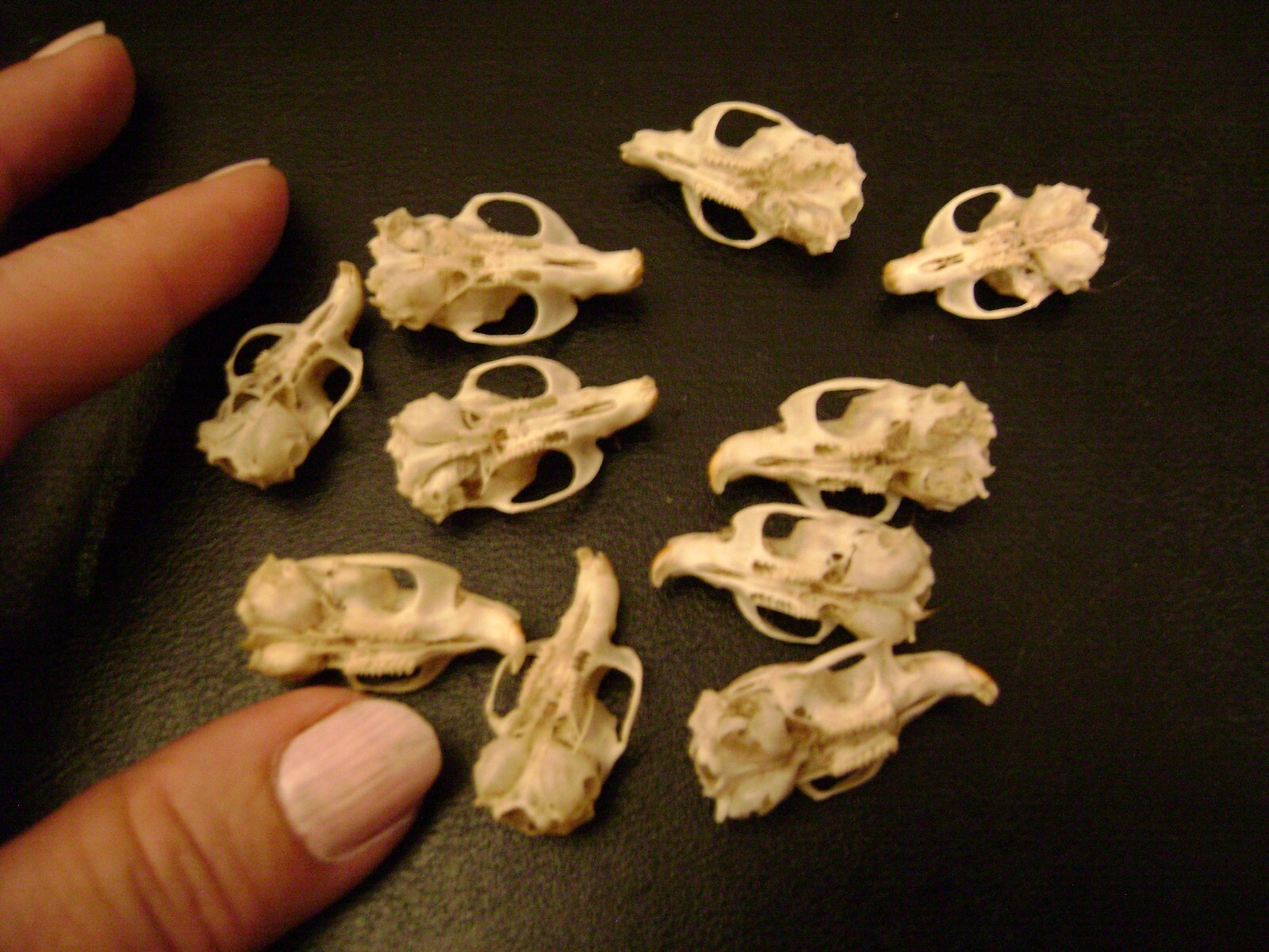 10 REAL MOUSE SKULLS for steampunk jewelry or magic wands TAXIDERMY LOT bones