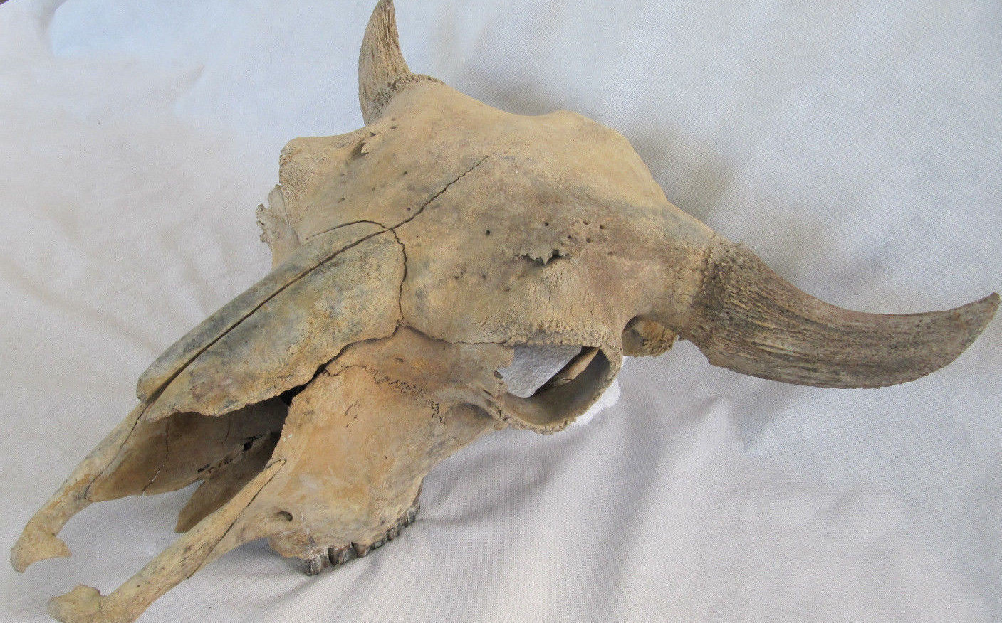 Buffalo Skull Bison Native American Natural History Old Fossil Artifact Decor