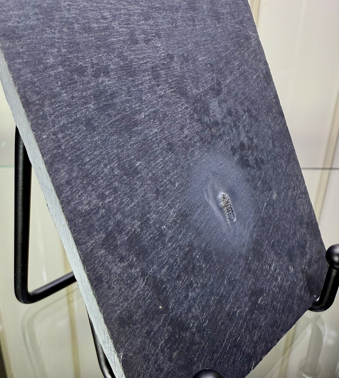 PYRITIZED Brittle Star Eospondylus Fossil ~ Bundenbach Germany ~ Devonian Period