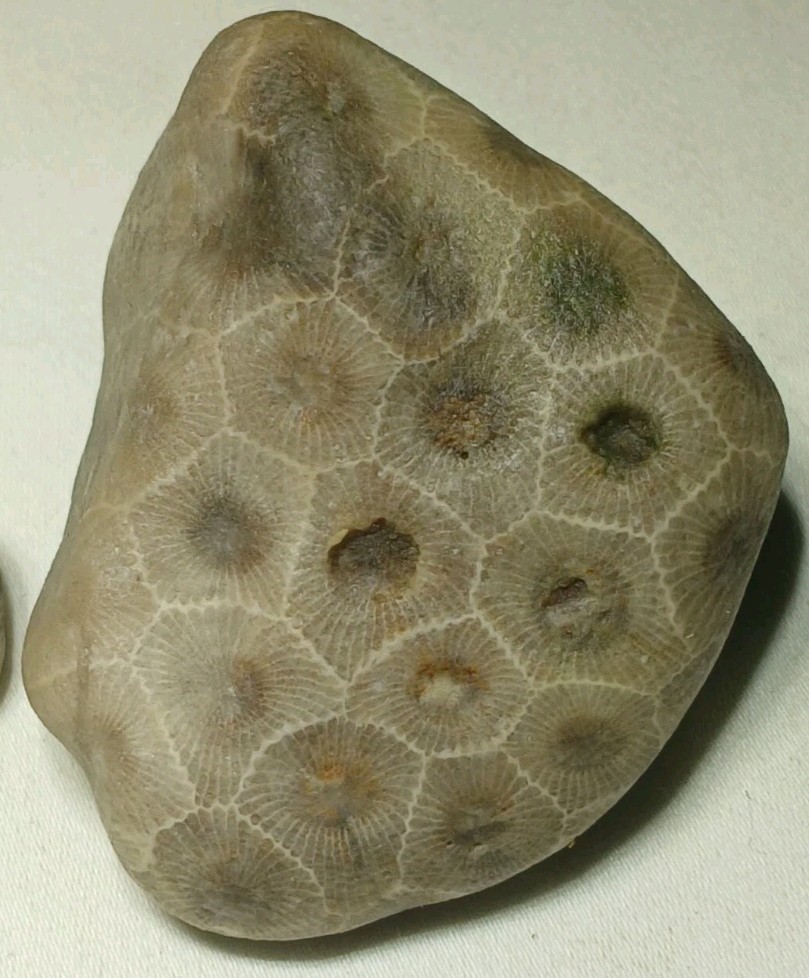 Natural Michigan Petoskey Stones • 4pc Unploshed • Great Lakes Fossil Coral