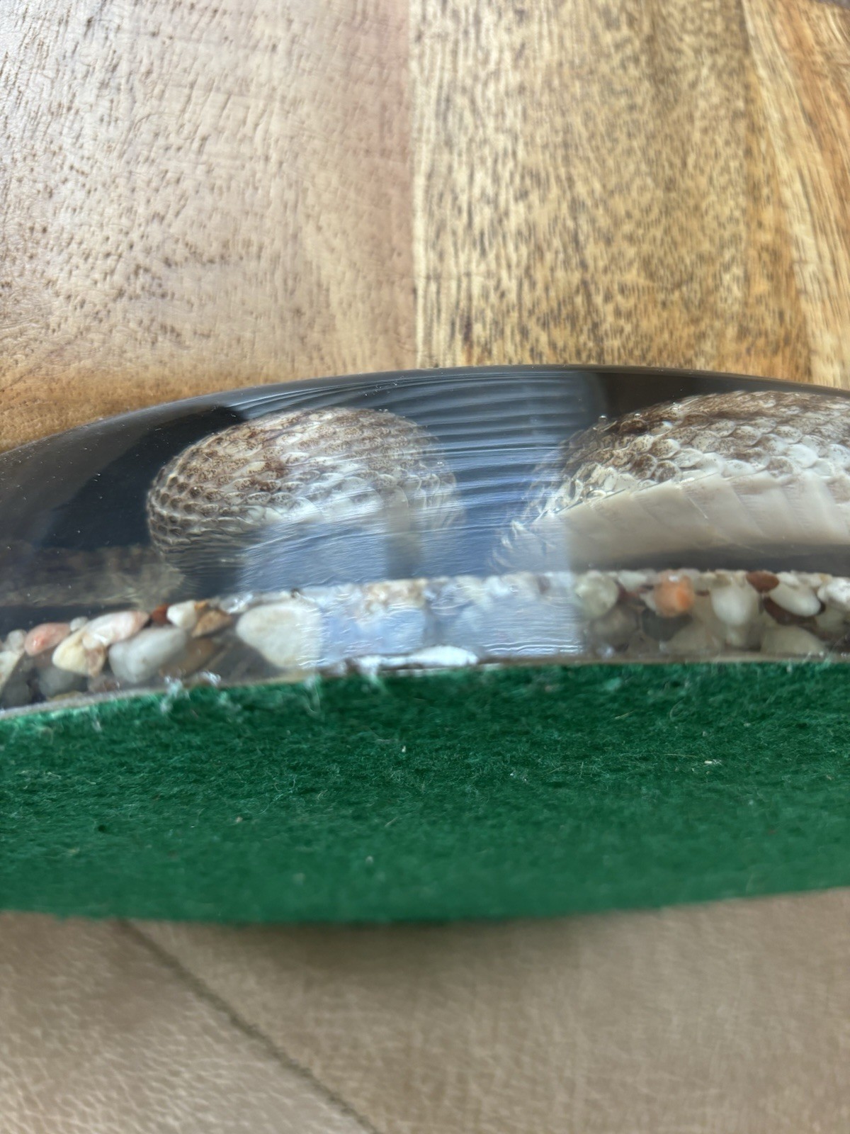 Diamondback Rattlesnake In resin lucite