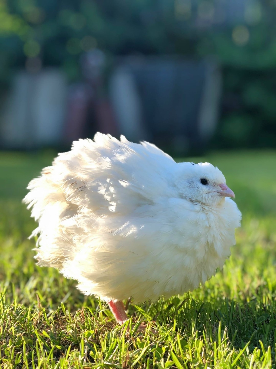 10+ Fertile Hatching Eggs Quail Coturnix Jumbo White Texas A&M Meat & Egg Birds