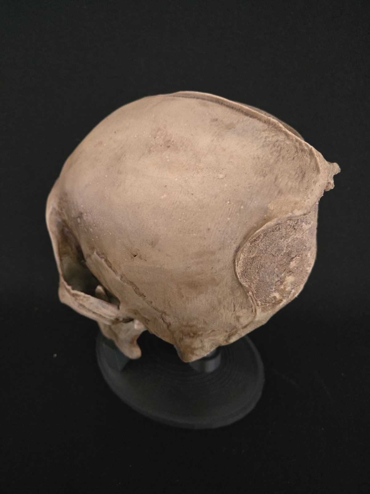 Bigfoot Skull Realistic "Large"