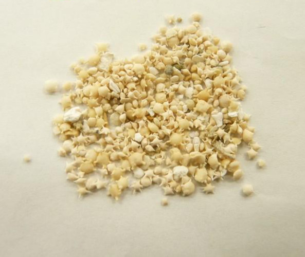 Star Sand Okinawa Ishigaki Island Star Sand 10ml Glass Bottle JAPAN *US Seller