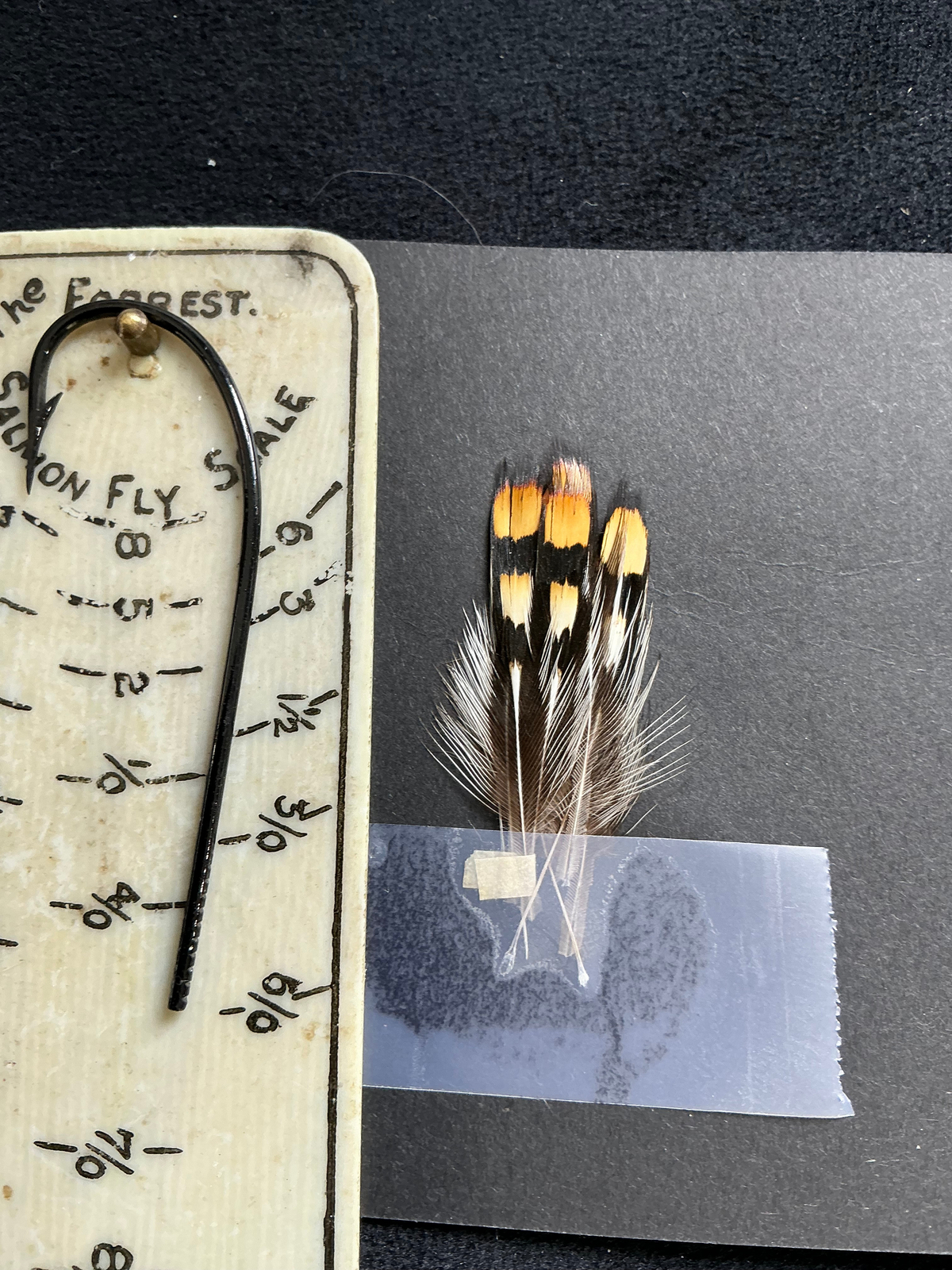 Jungle Cock Nails from Lucas Collection