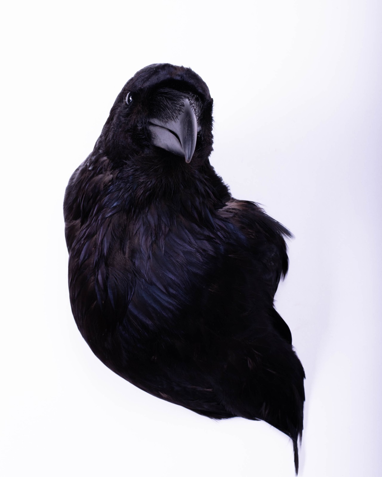 Taxidermy Carrion Crow Head Bird Wall mount Real Stuffed Animal Hunt Lodge Decor