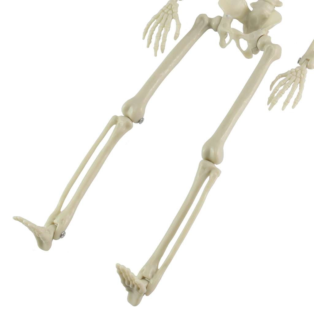Halloween Human Skeleton Oversized Poseable Size Life Decoration Party Prop 41cm