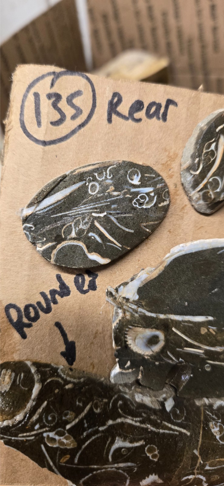 Purisma Formation Fossil Limestone, Cabochon Slabs Preforms 13 Pcs, Flat 135