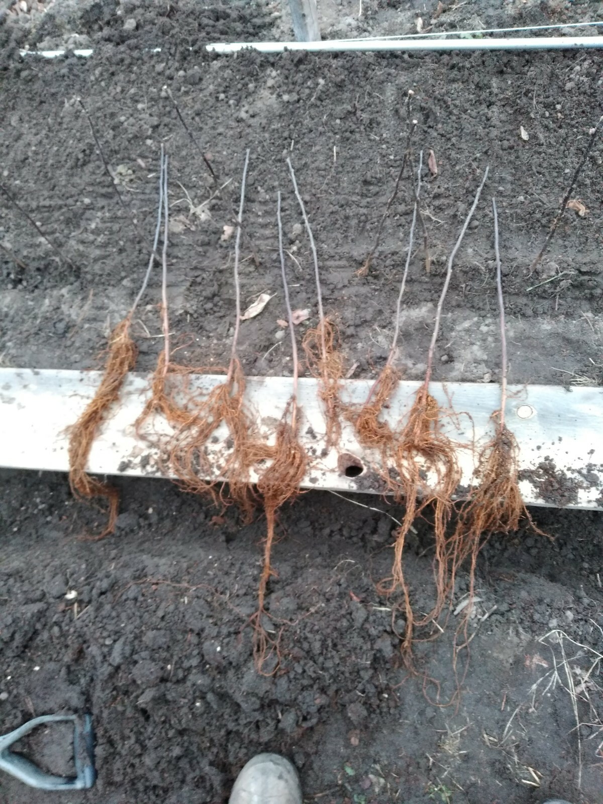 Apple Rootstock (Bundle of 10) Choice of Bud 118 or EMLA 111