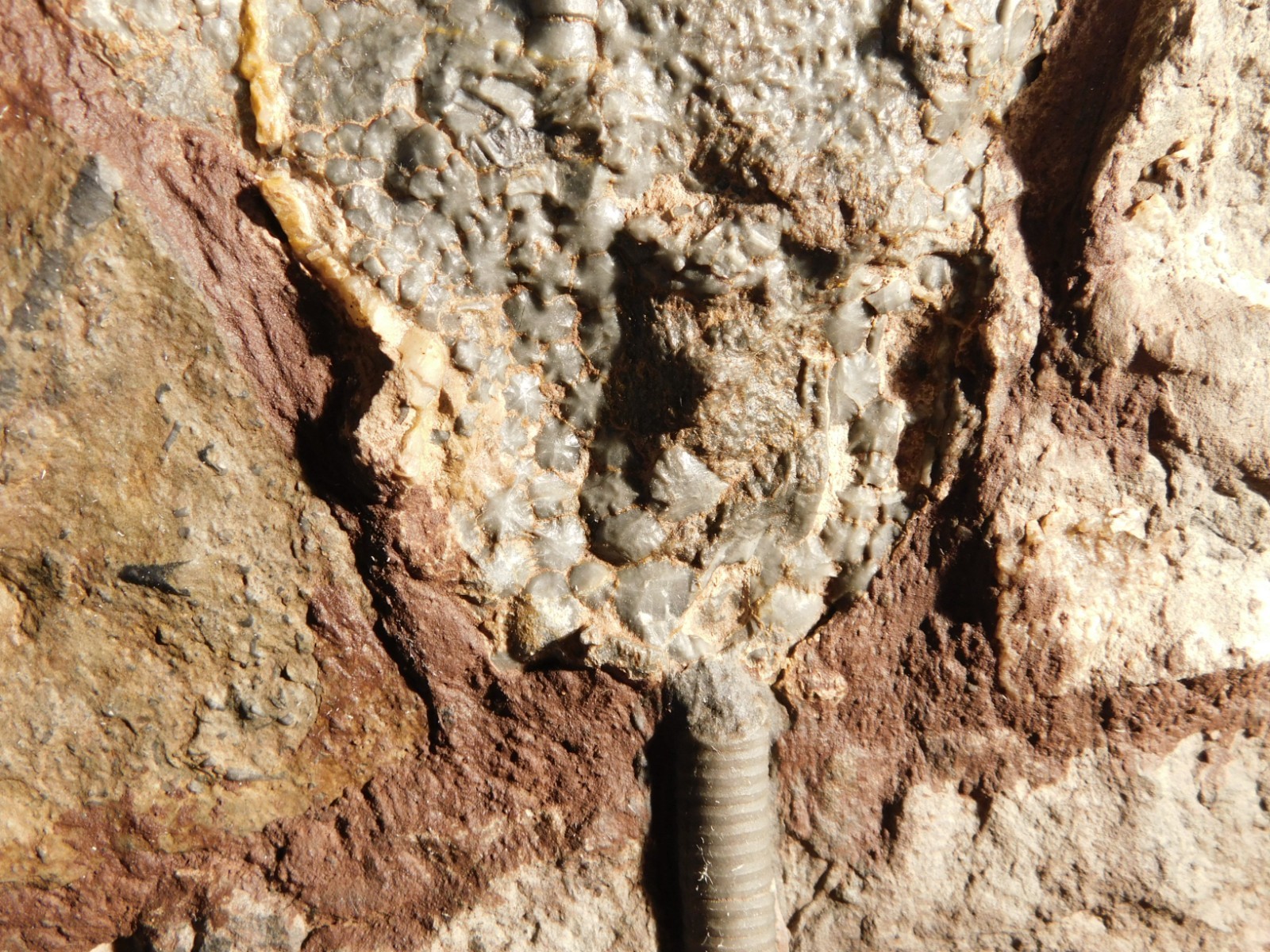 wOw! BIG! 430 Million Year Old! CRINOID Fossil or Sea LILY Fossil Morocco 1144gr