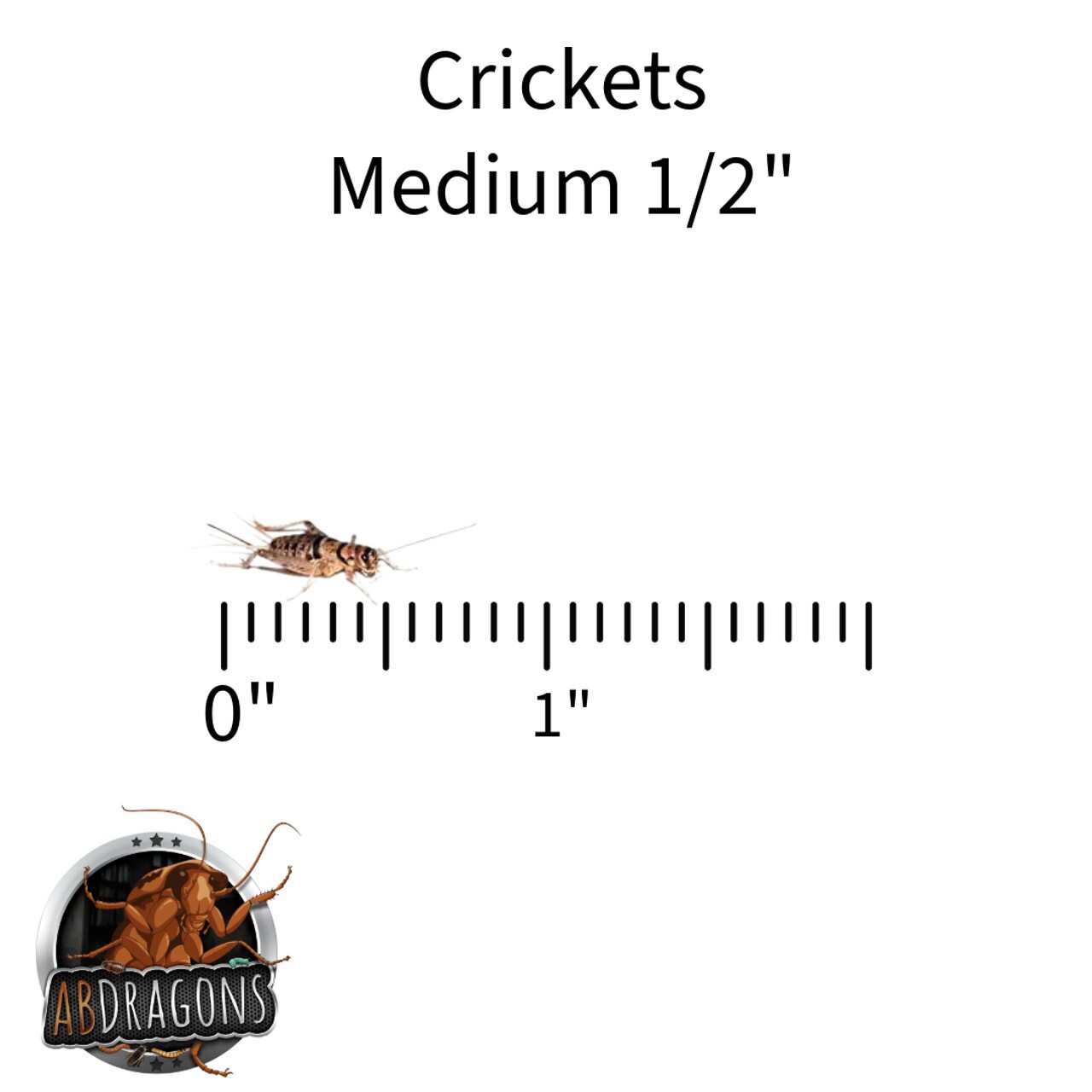 Live Crickets 100 -1000 Count Free Shipping Guaranteed Live Delivery
