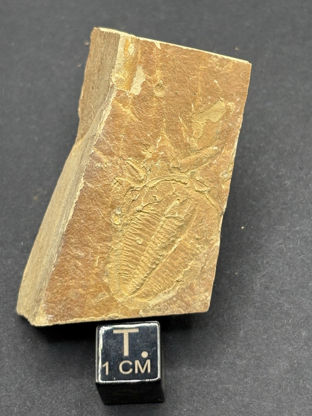 (5) Trilobites- Middle Cambrian-Aphelaspis brachyphasis- Murray County, Georgia