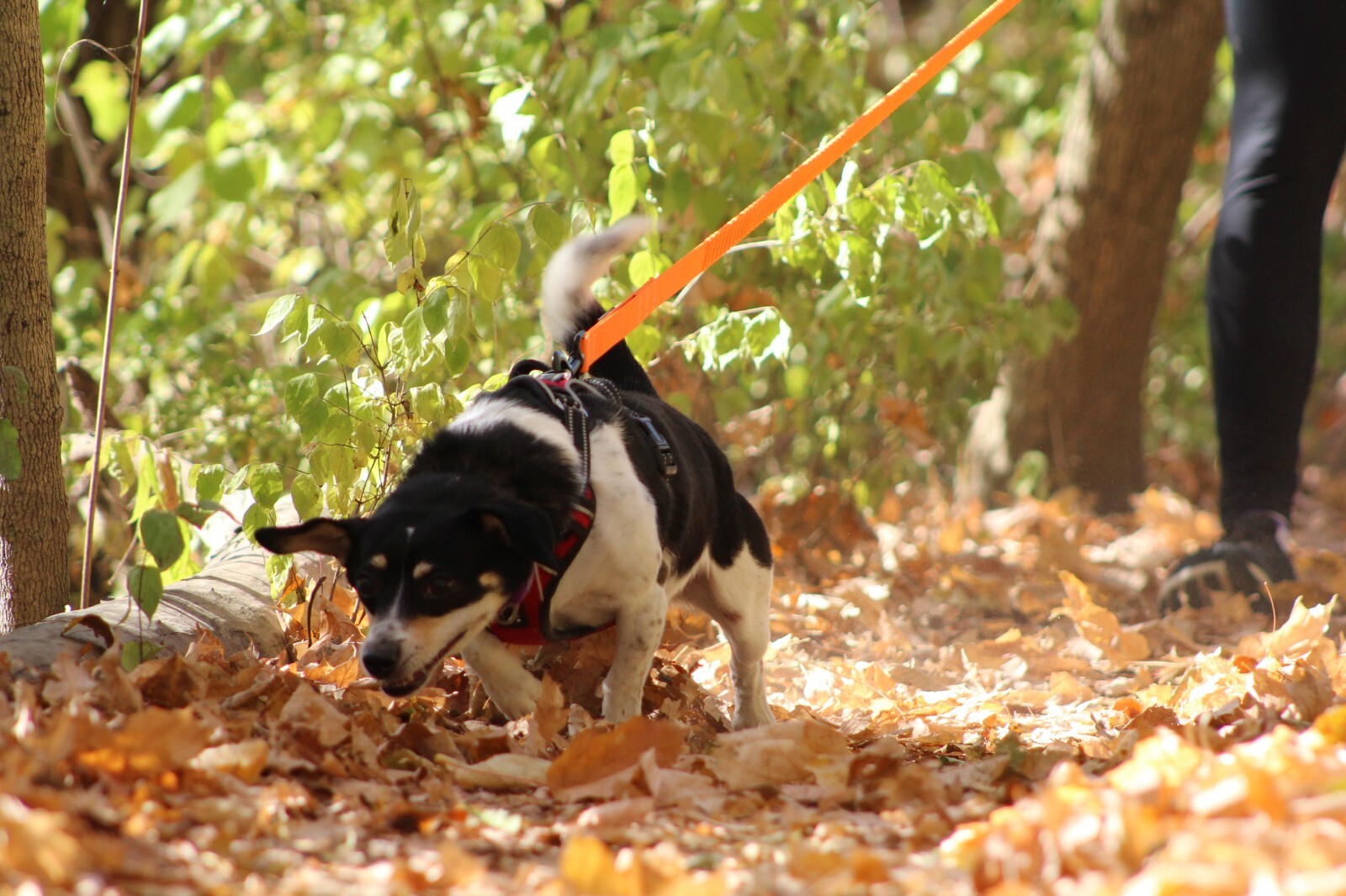 Hands Free Running Walking Dog Leash/Lead Bungee Orange Stretch
