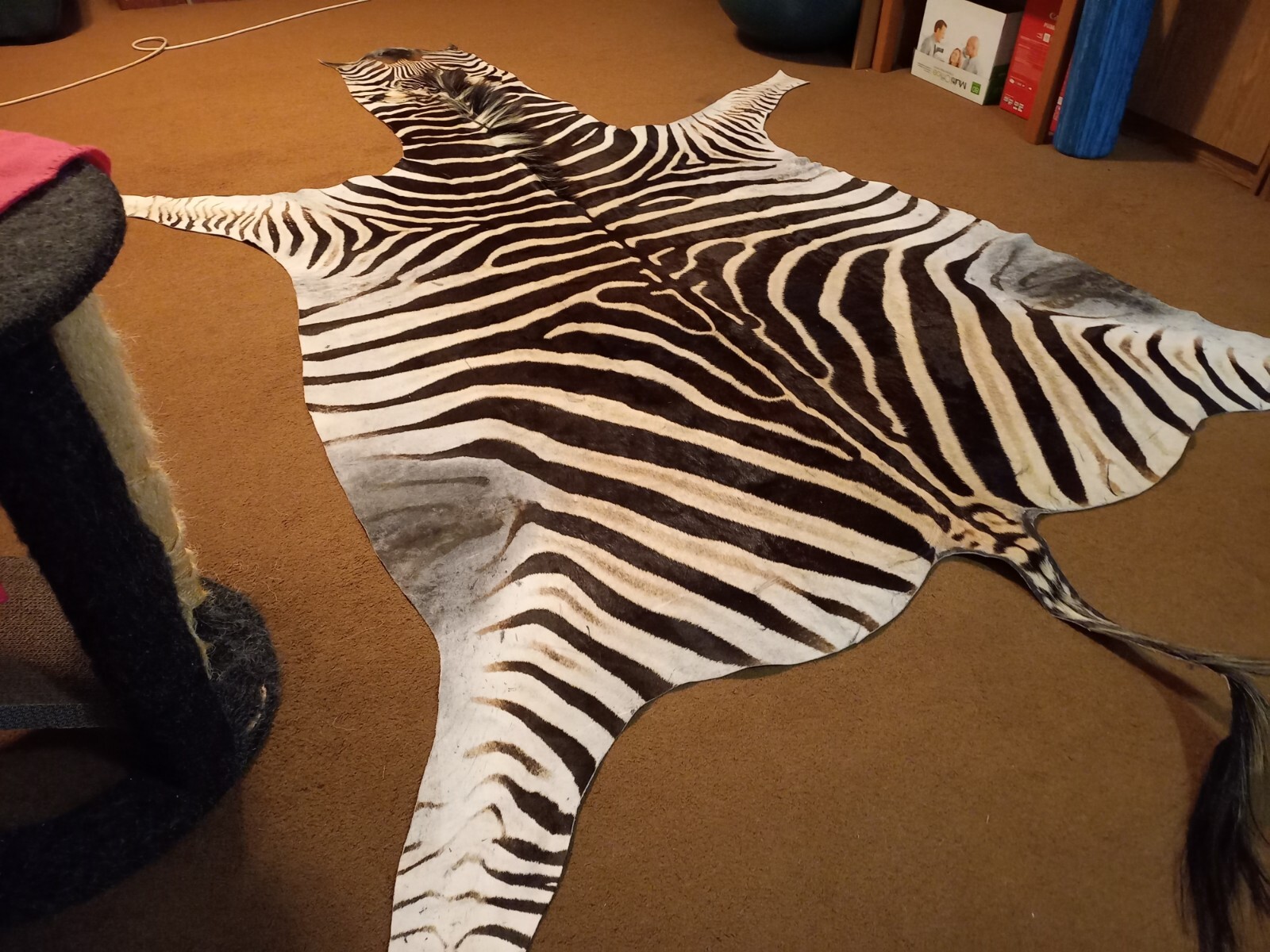 Zebra hide / skin - Large Genuine South African Burchell Zebra hide - 35% OFF