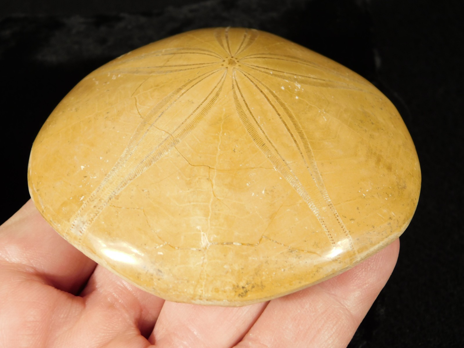 Big! Polished 150 Million Year Old! SAND DOLLAR Fossil Madagascar 200gr